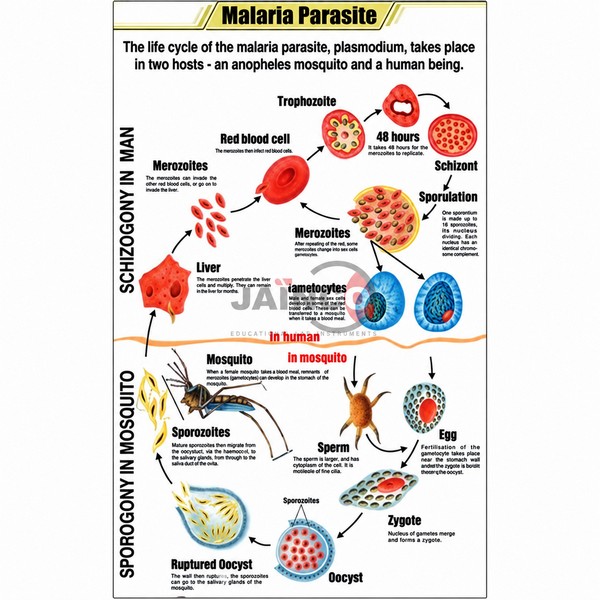 Malaria Parasite Chart